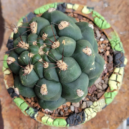 Gymnocalycium saglionis - Large