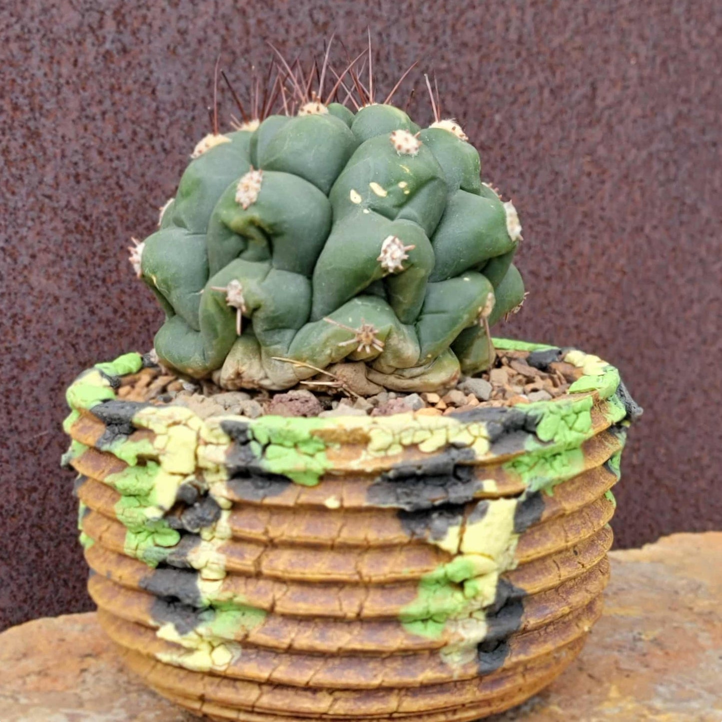 Gymnocalycium saglionis - Large