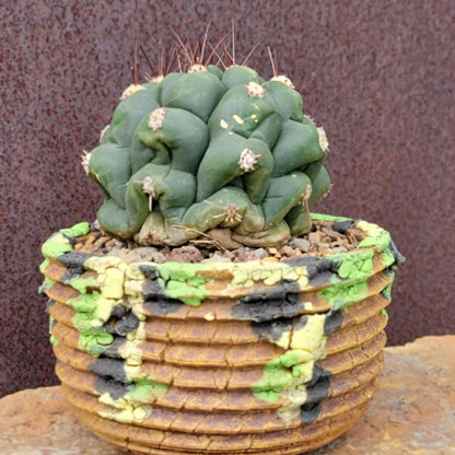 Gymnocalycium saglionis - Large