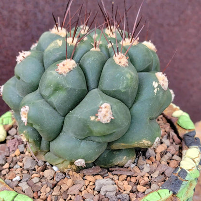 Gymnocalycium saglionis - Large