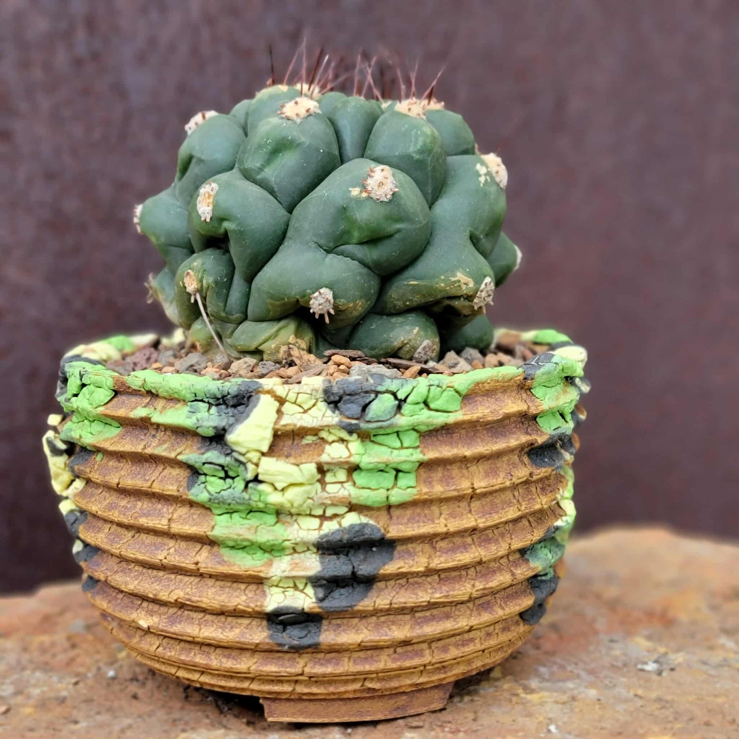 Gymnocalycium saglionis - Large