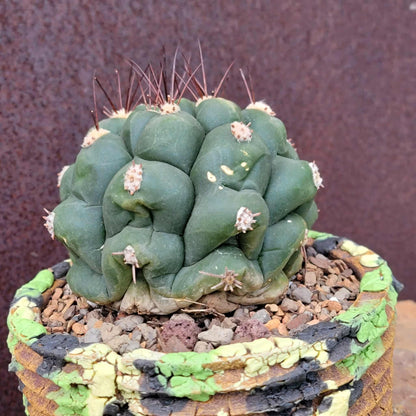 Gymnocalycium saglionis - Large