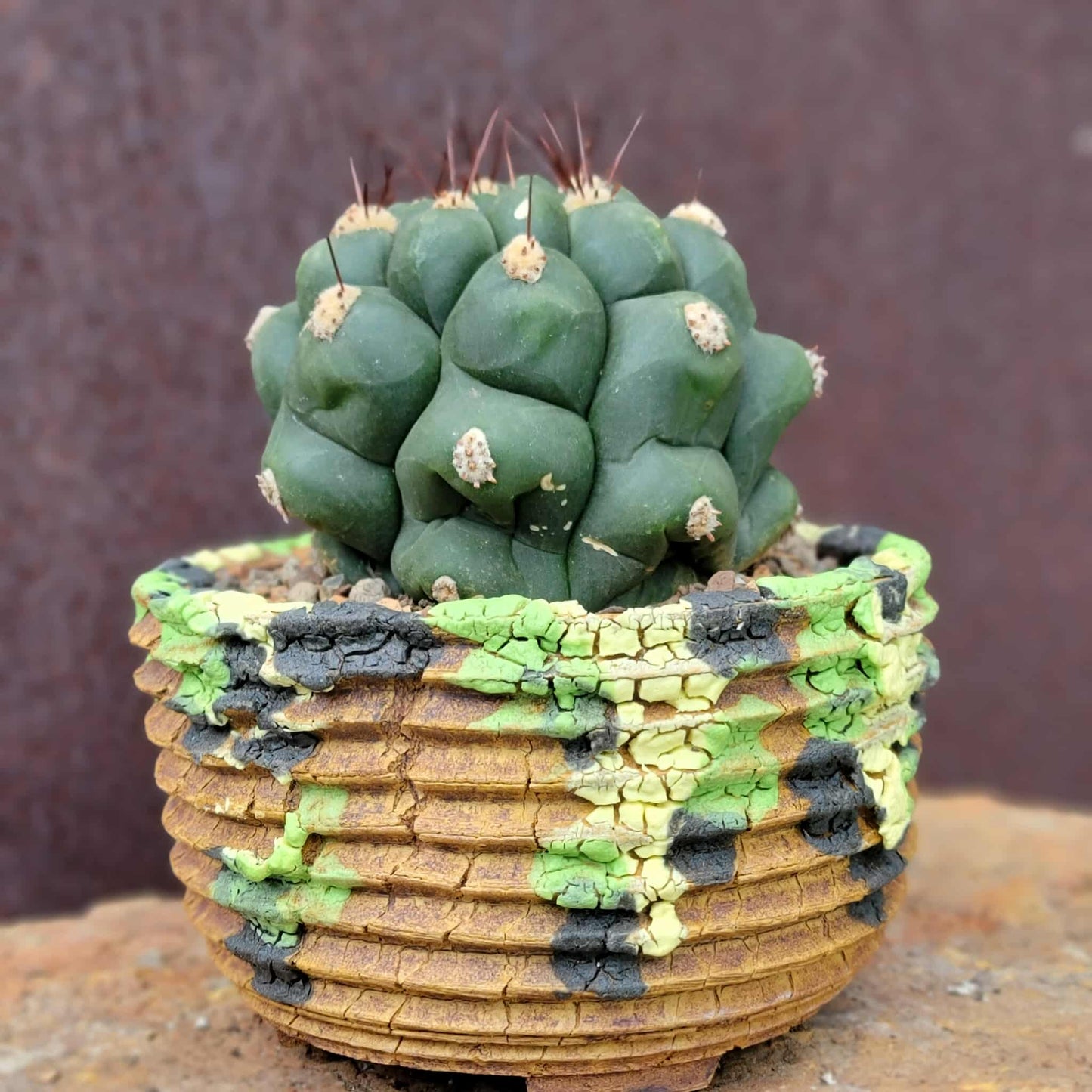 Gymnocalycium saglionis - Large