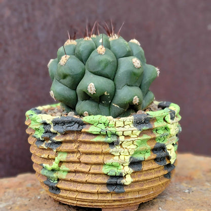 Gymnocalycium saglionis - Large