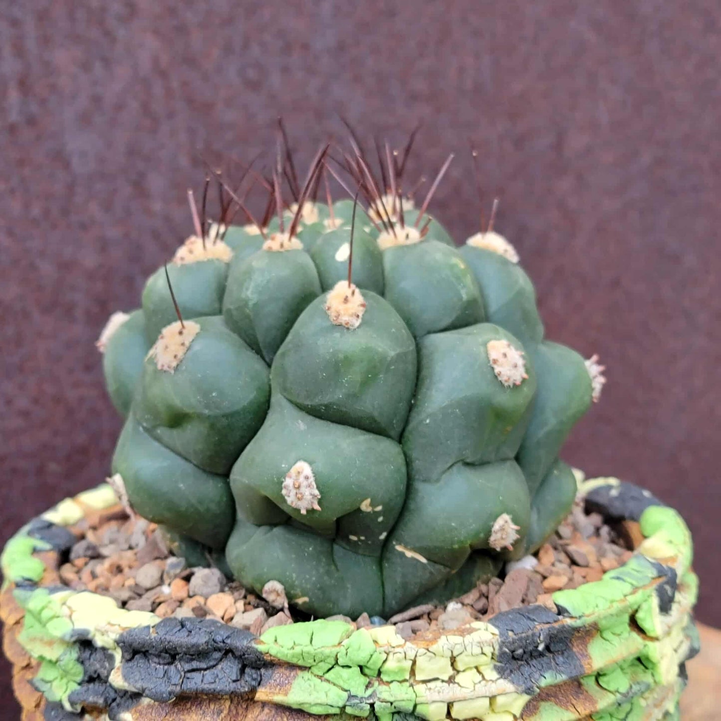Gymnocalycium saglionis - Large