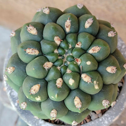 Gymnocalycium saglionis - Large