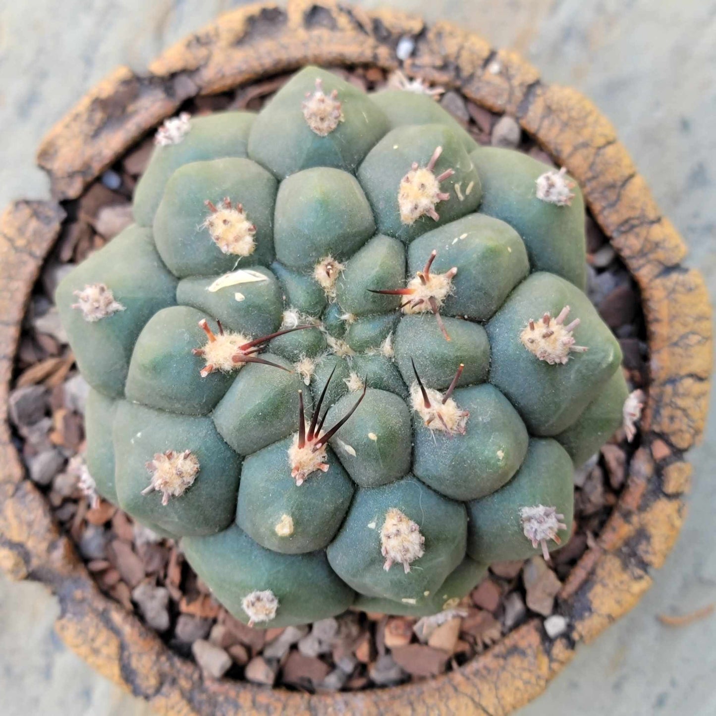 Gymnocalycium saglionis