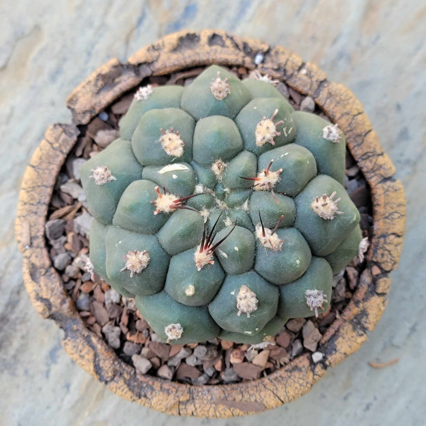 Gymnocalycium saglionis