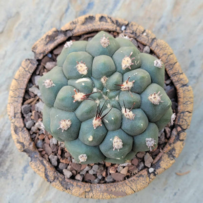 Gymnocalycium saglionis