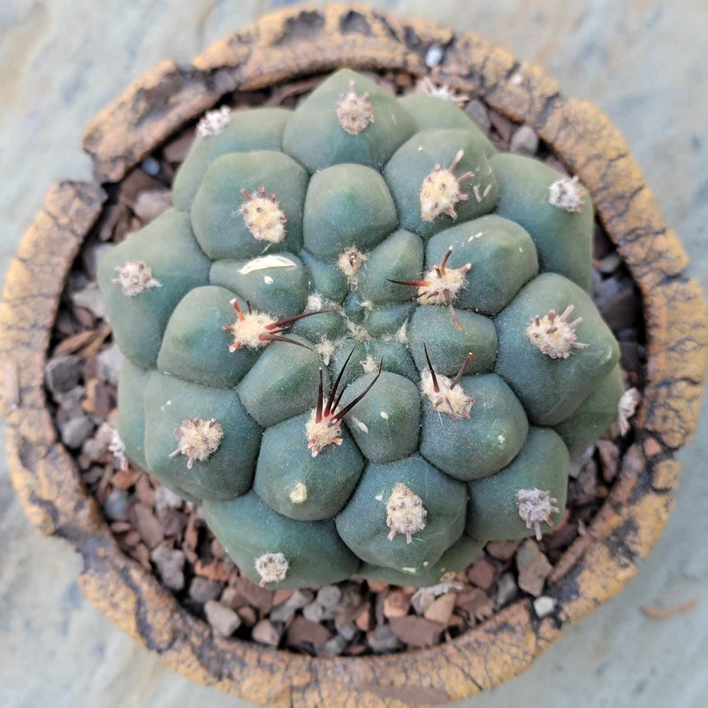 Gymnocalycium saglionis