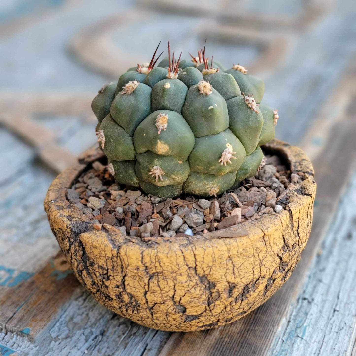 Gymnocalycium saglionis