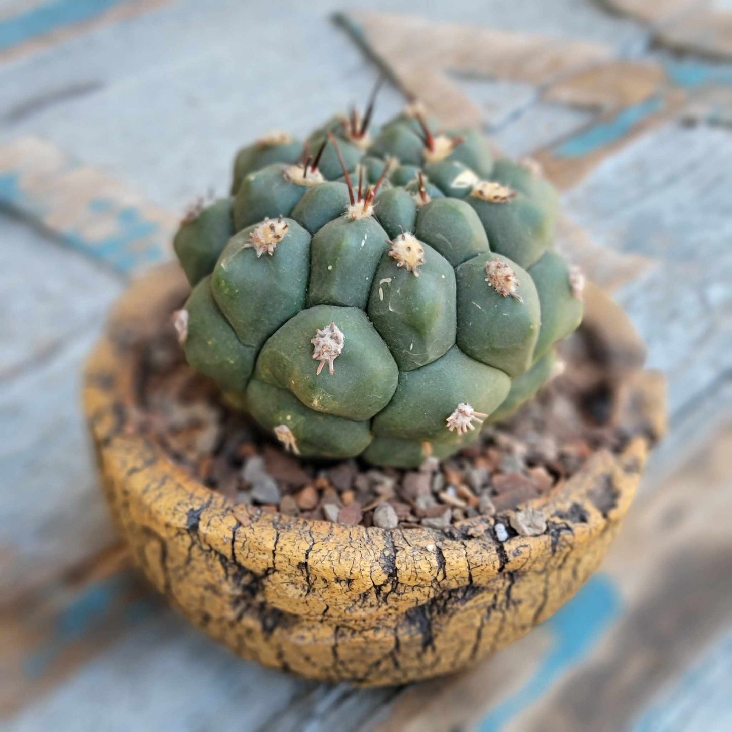 Gymnocalycium saglionis