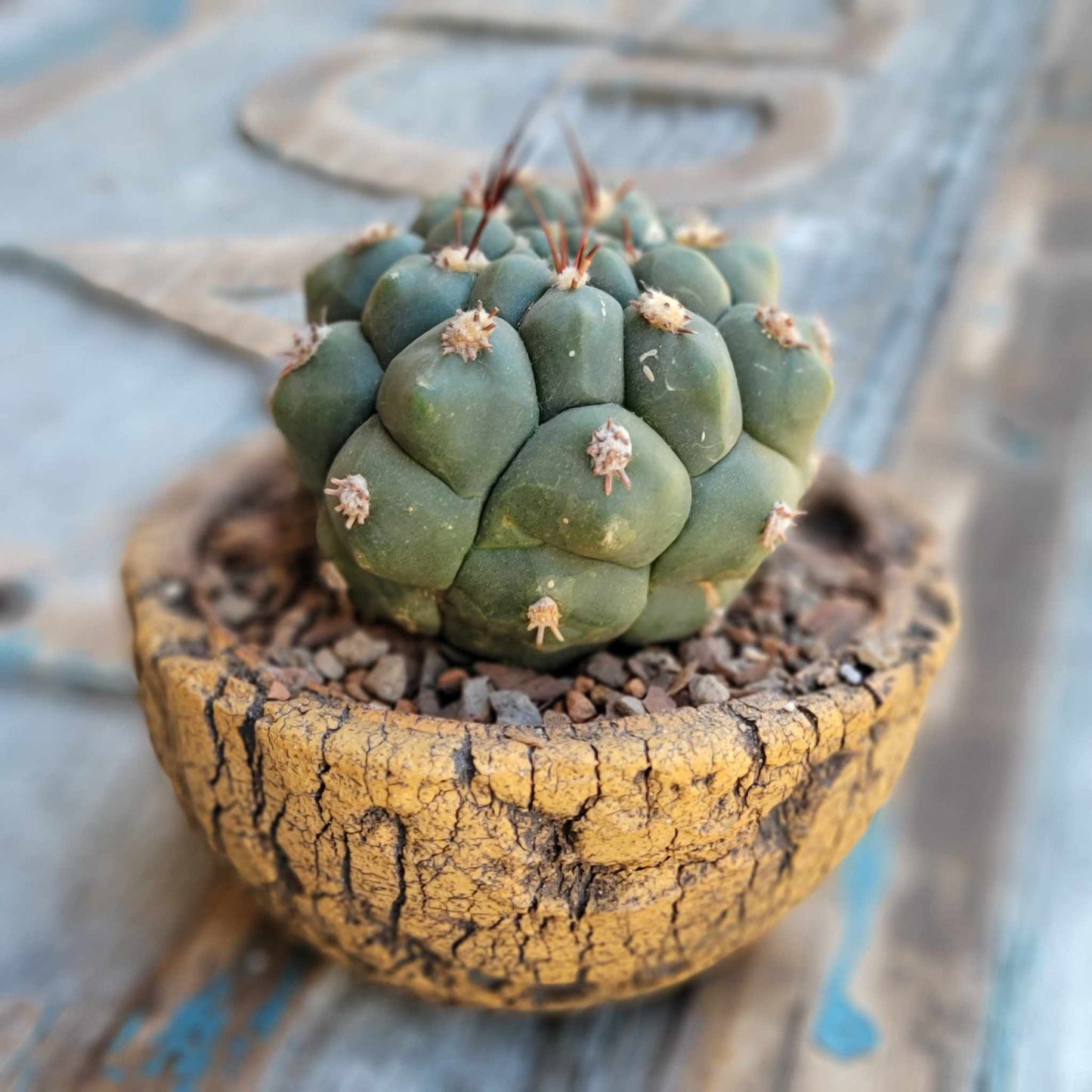 Gymnocalycium saglionis