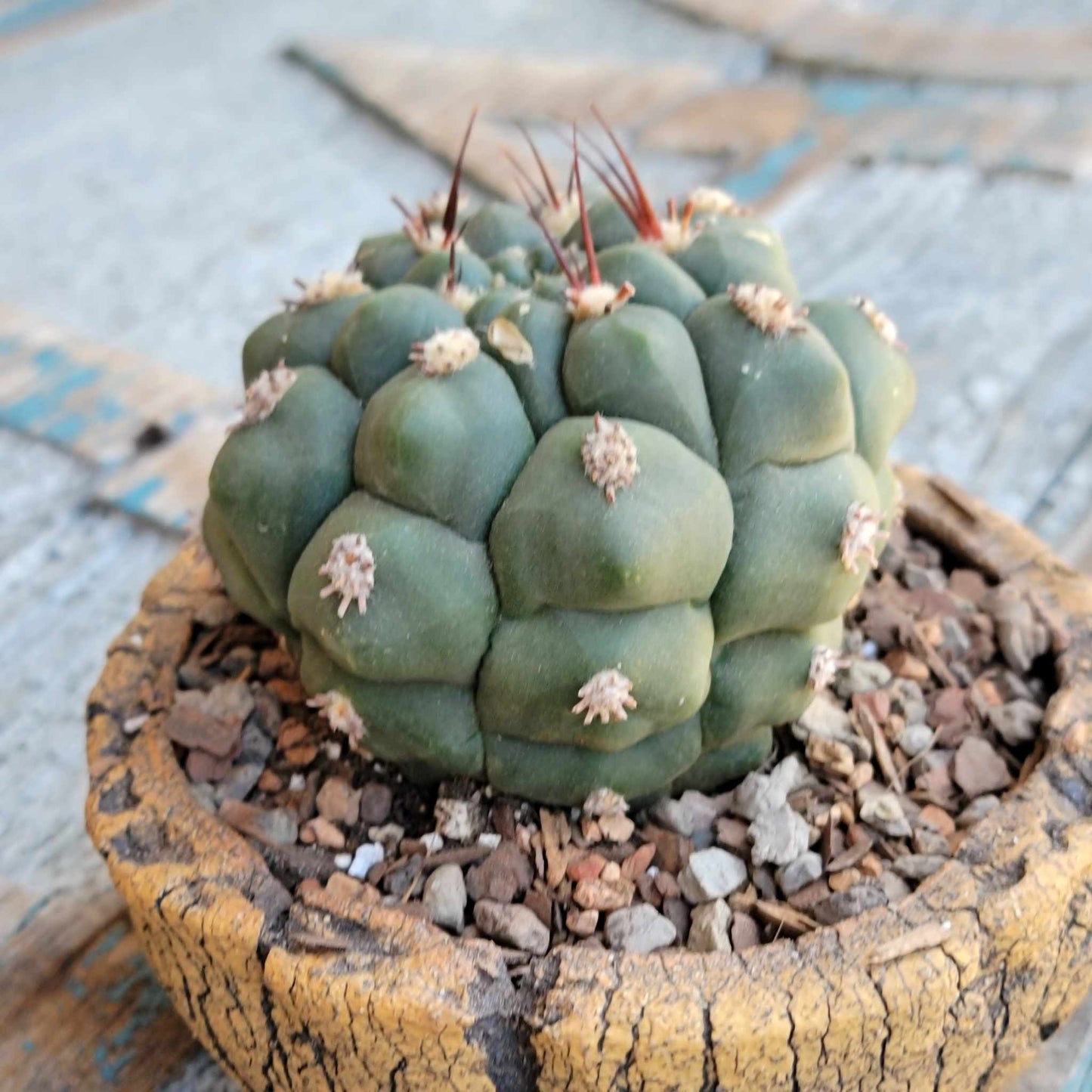 Gymnocalycium saglionis