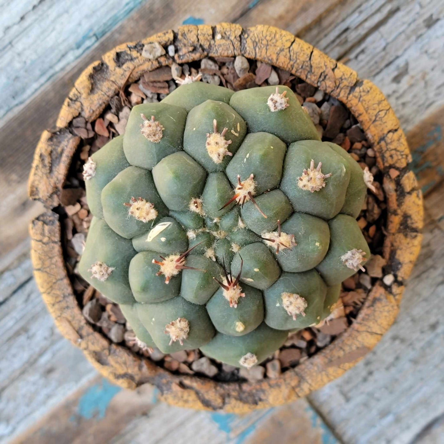 Gymnocalycium saglionis