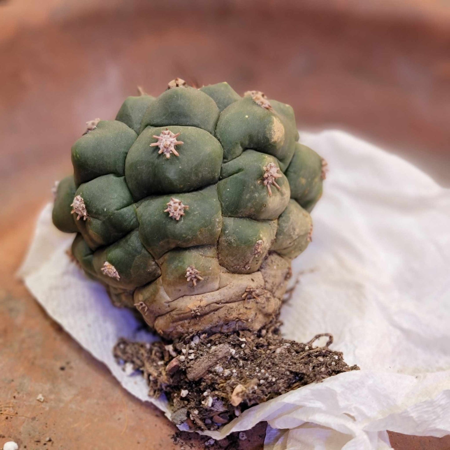 Gymnocalycium saglionis