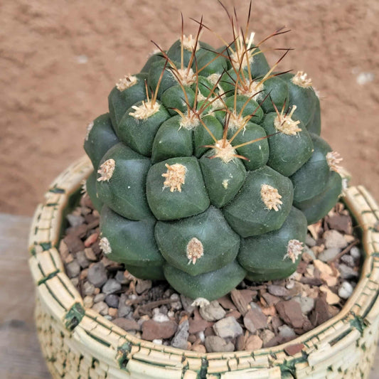 Gymnocalycium saglionis in handmade pottery.
