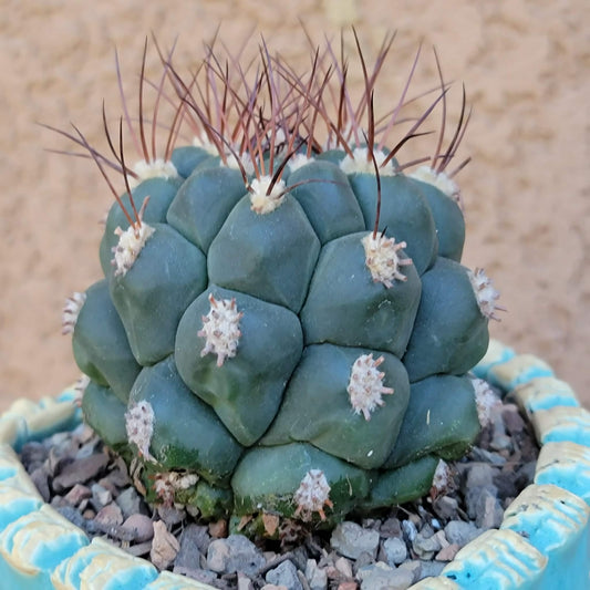 Gymnocalycium saglionis