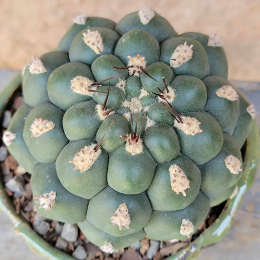 Gymnocalycium saglionis