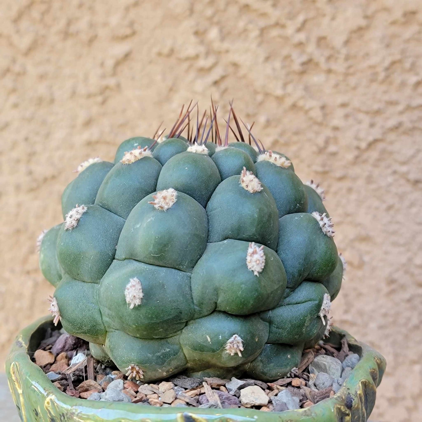 Gymnocalycium saglionis