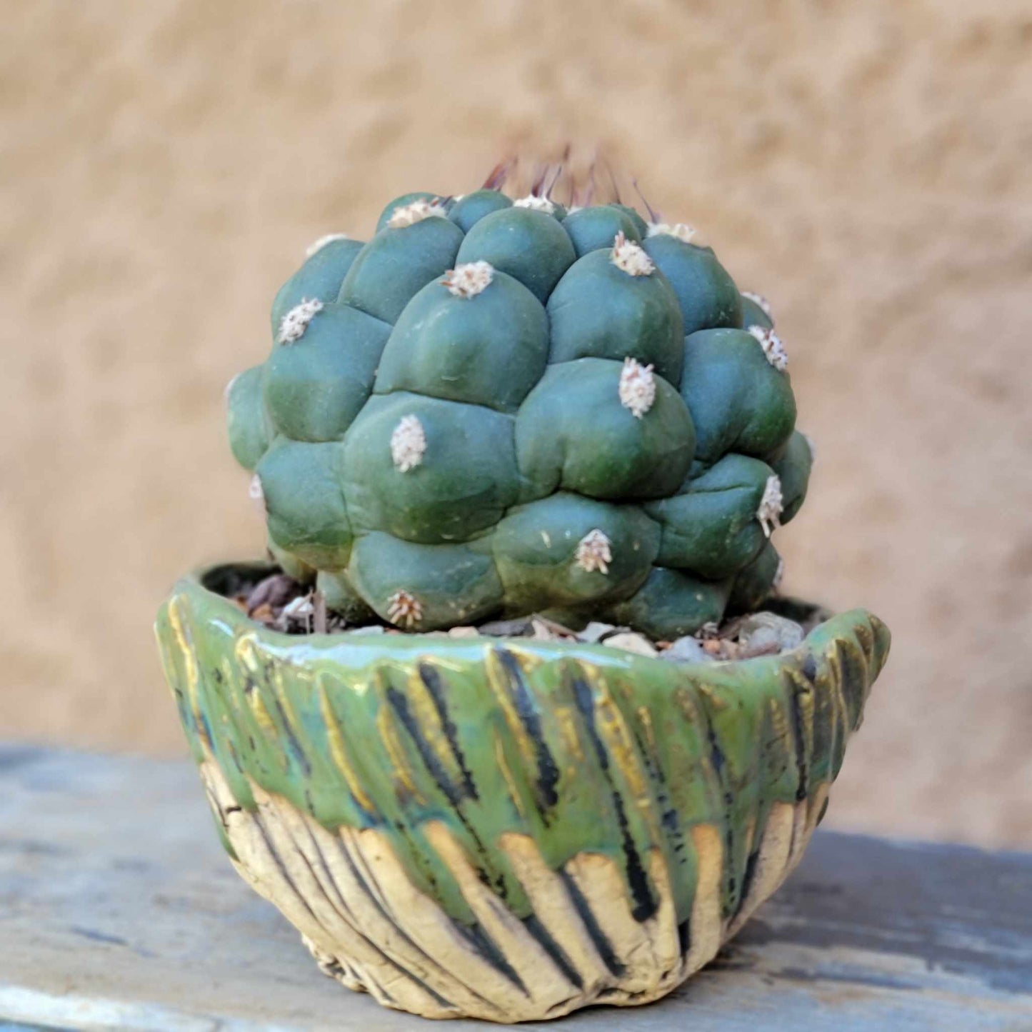 Gymnocalycium saglionis