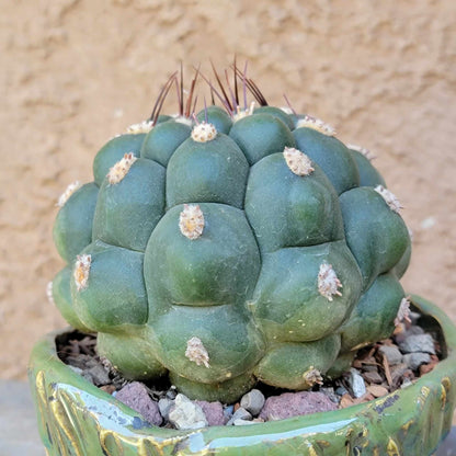 Gymnocalycium saglionis