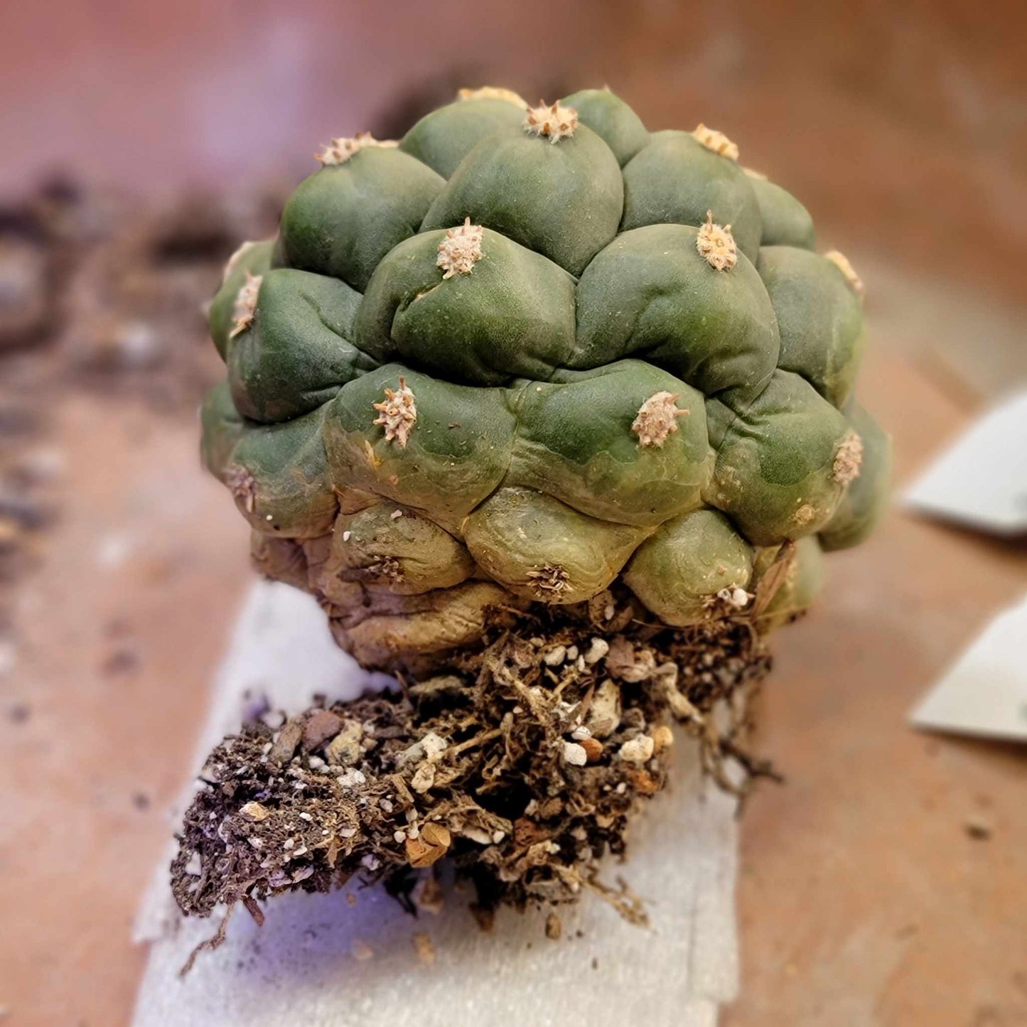 Gymnocalycium saglionis