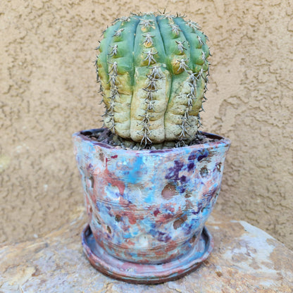 Gymnocalycium spegazzinii v. unguispinum – Old - Seed grown