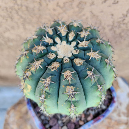 Gymnocalycium spegazzinii v. unguispinum – Old - Seed grown