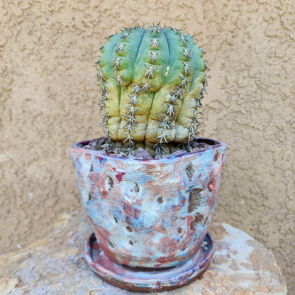 Gymnocalycium spegazzinii v. unguispinum – Old - Seed grown