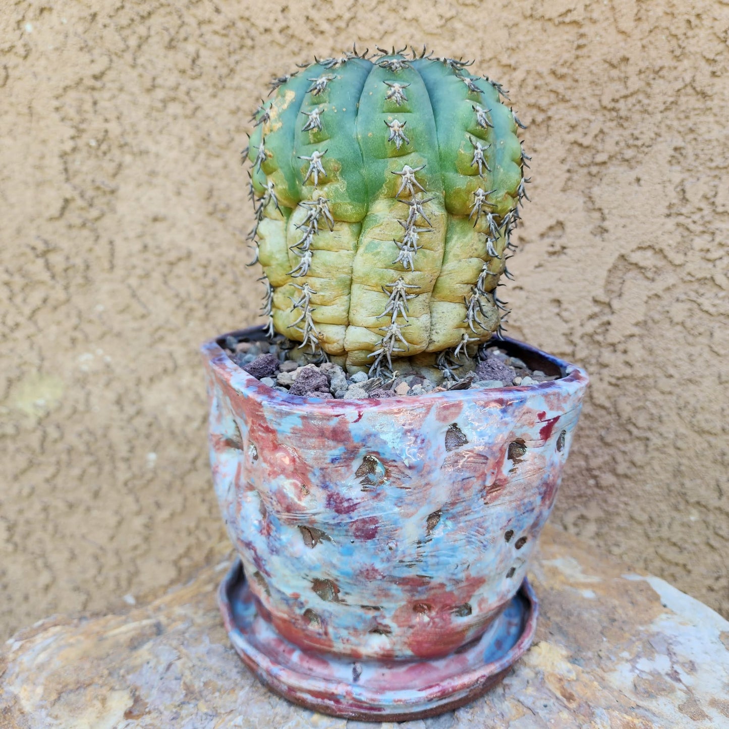 Gymnocalycium spegazzinii v. unguispinum – Old - Seed grown