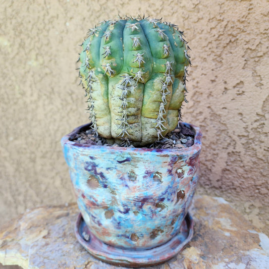 Gymnocalycium spegazzinii v. unguispinum – Old - Seed grown collector cactus specimen