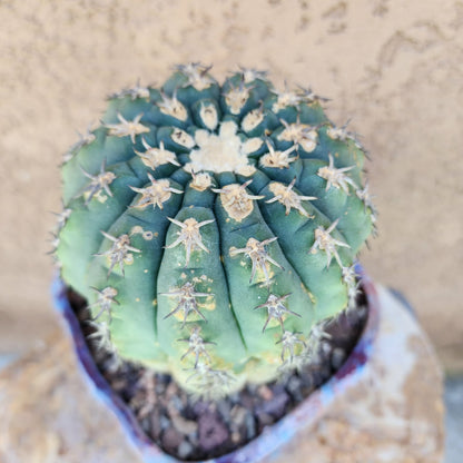 Gymnocalycium spegazzinii v. unguispinum – Old - Seed grown