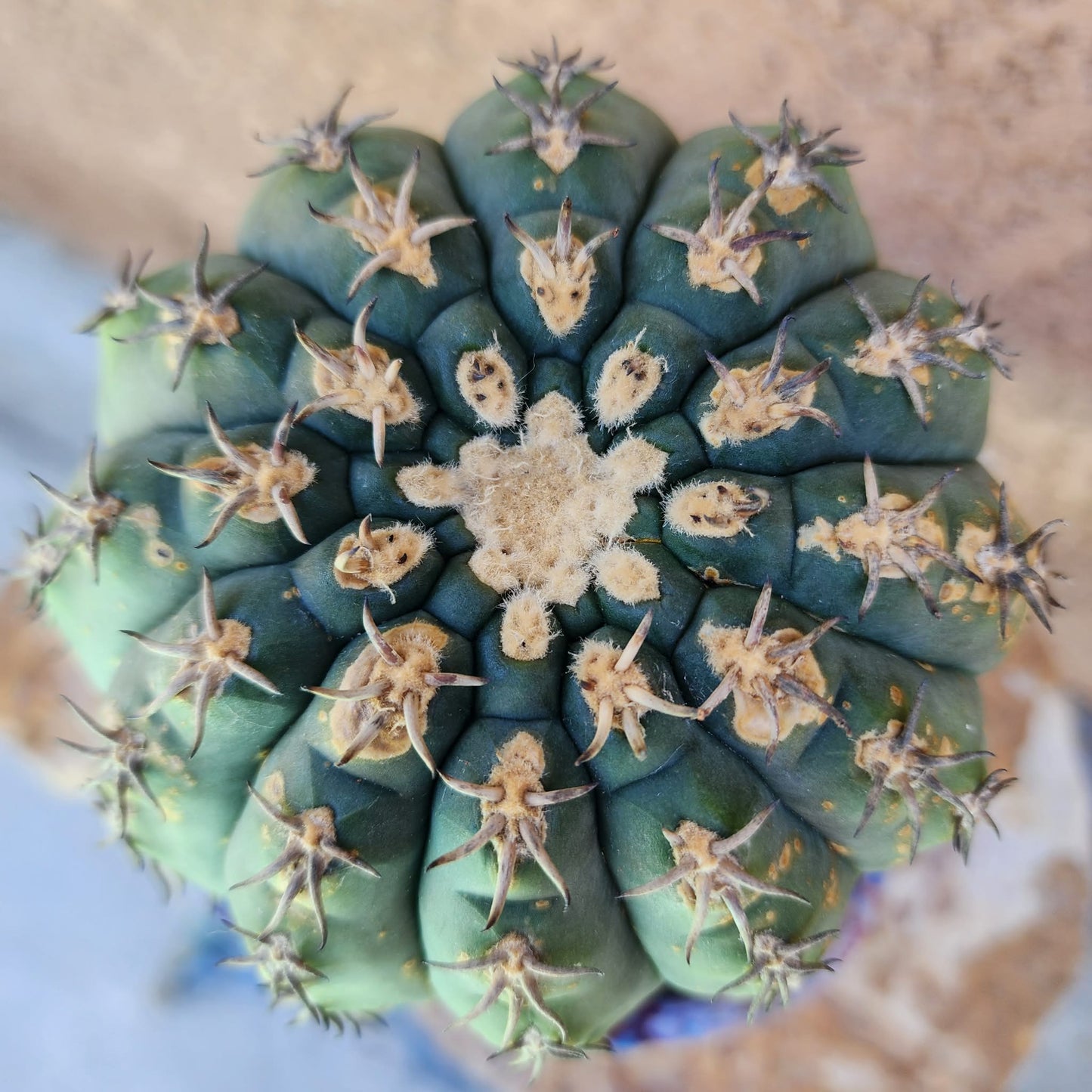 Gymnocalycium spegazzinii v. unguispinum – Old - Seed grown