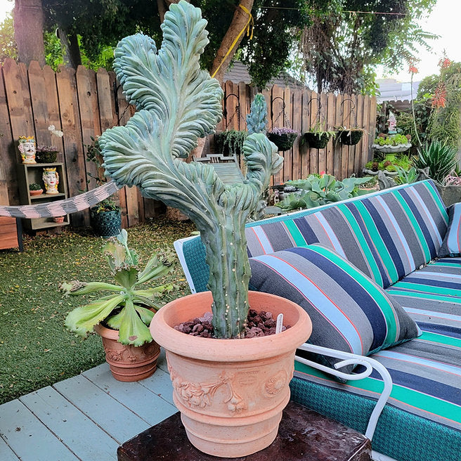 Tuscan Terra Cotta Planter - Large - Handmade in Italy