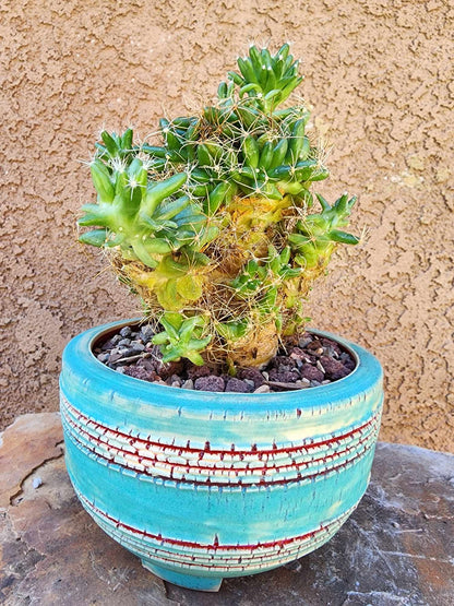 Handmade Pottery - Bloodline No. 215