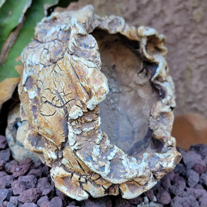 Handmade Pottery - Habitat Collection