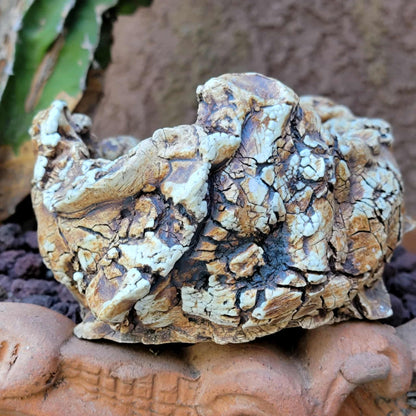 Handmade Pottery - Habitat Collection