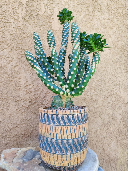 Handmade Pottery -Stratified Earth Vessel No. 225