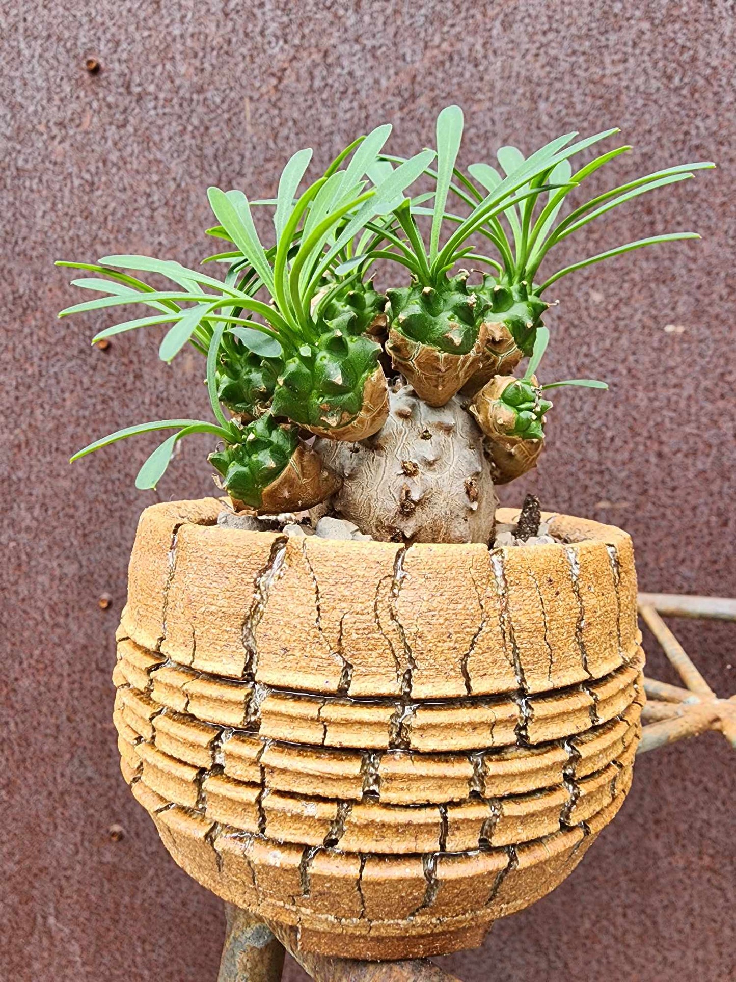 Handmade Pottery — Desert Coil Vessel No.162