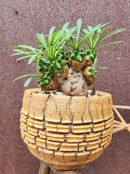 Handmade Pottery — Desert Coil Vessel No.162