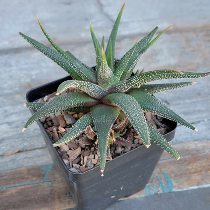 Haworthia Bundle #3 -  4 Varieties