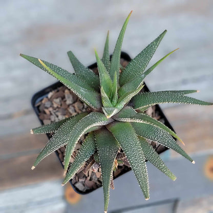 Haworthia Bundle #3 -  4 Varieties
