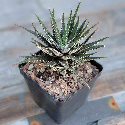Haworthia Bundle #3 -  4 Varieties