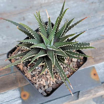 Haworthia Bundle #3 -  4 Varieties
