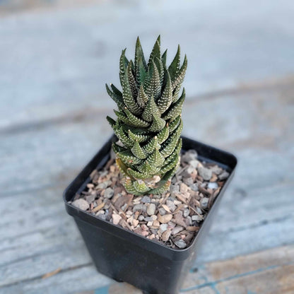 Haworthia Bundle #3 -  4 Varieties