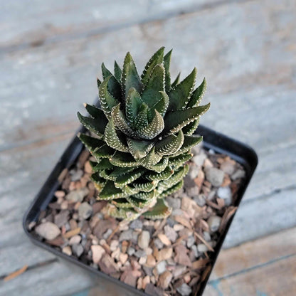 Haworthia Bundle #3 -  4 Varieties