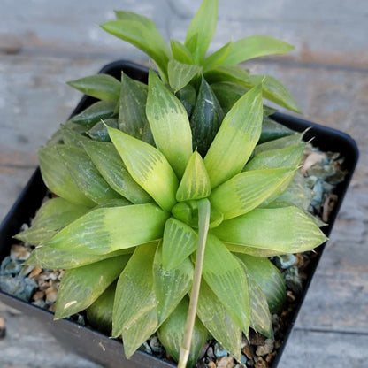 Haworthia Bundle #3 -  4 Varieties
