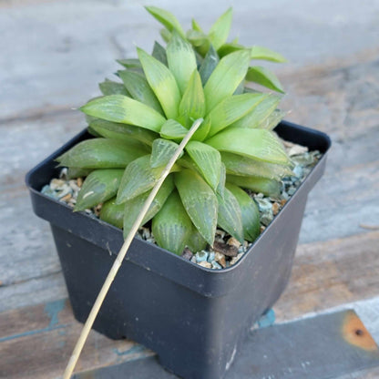 Haworthia Bundle #3 -  4 Varieties