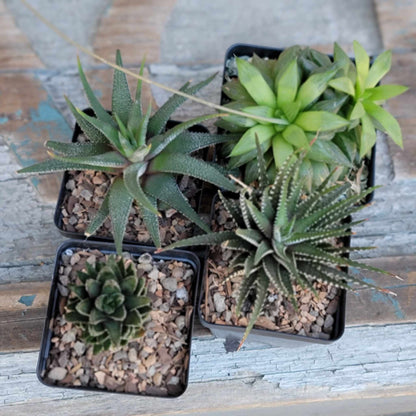 Haworthia Bundle #3 -  4 Varieties